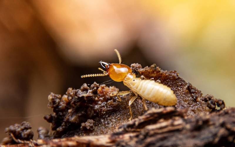que savoir sur les termites