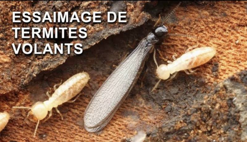 termites ailés au printemps pour la reproduction