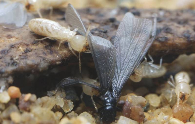 conditions favorables au développement d'une colonie de termites